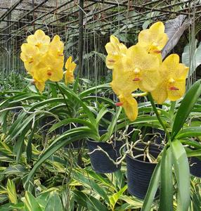 Vanda Somsri Thai Spot