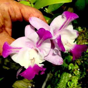 Cattleya Cherry Chip