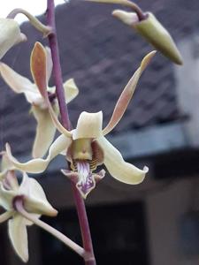 Dendrobium Mount Waialeale