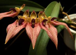 Bulbophyllum A-doribil Candy Ann