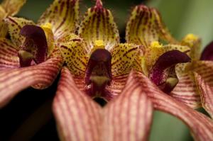 Bulbophyllum A-doribil Candy Ann