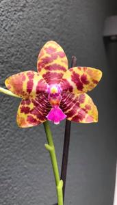 Phalaenopsis Joy Spring Tina