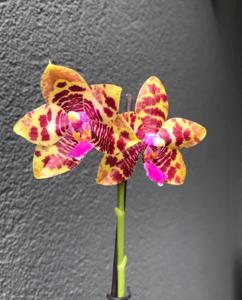 Phalaenopsis Joy Spring Tina