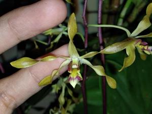 Dendrobium Goldmine