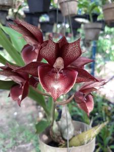 Catasetum Mark Dimmitt