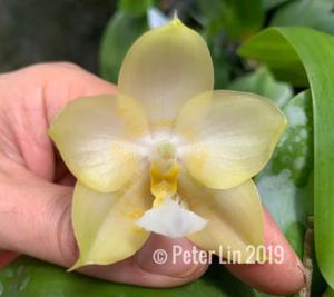 Phalaenopsis Yaphon Love Song