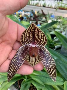 Paphiopedilum Rolfei