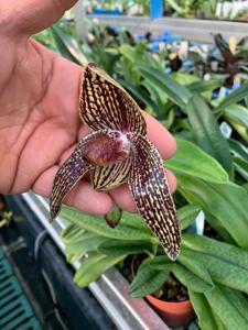 Paphiopedilum Rolfei