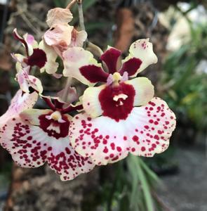 Rodrumnia Helmut Rohrl