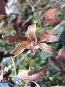 Dendrobium Champagne