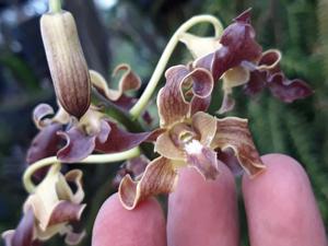 Dendrobium Champagne