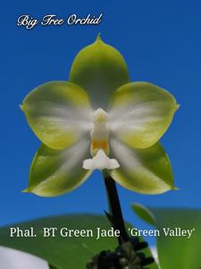 Phalaenopsis BT Green Jade