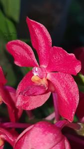 Vandachostylis Crownfox Red Gem