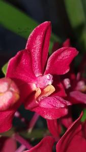 Vandachostylis Crownfox Red Gem