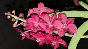 Vandachostylis Crownfox Red Gem