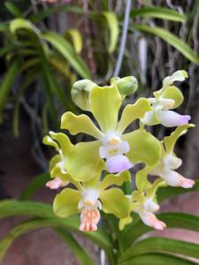 Vandachostylis Five Friendships-tessellata