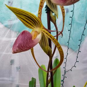 Paphiopedilum Shin-Yi Formosa