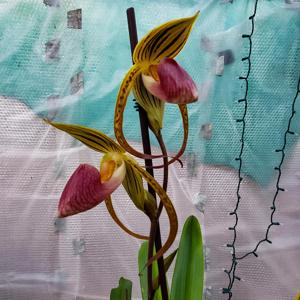 Paphiopedilum Shin-Yi Formosa