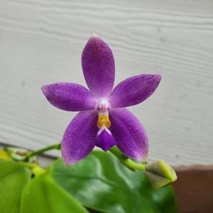 Phalaenopsis YangYang Blueberry