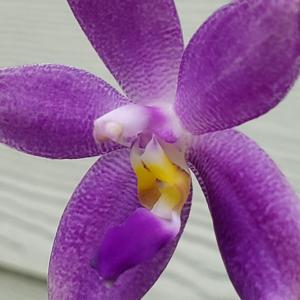 Phalaenopsis YangYang Blueberry