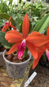 Cattleya Gratrixiae