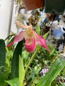 Phragmipedium Eva