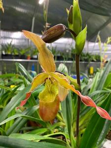 <i>Phragmipedium</i> Iron Works