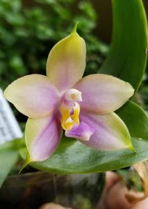 Phalaenopsis Chang Maw Jade