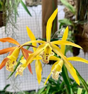 Myrmecatavola Tiger Lily