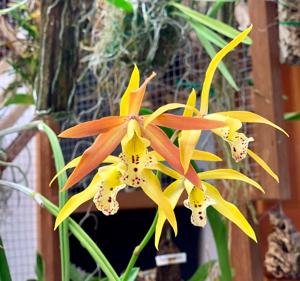 Myrmecatavola Tiger Lily