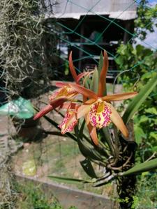 Myrmecatavola Tiger Lily