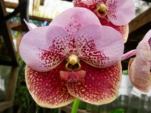 Vanda Brighton's Two Tone