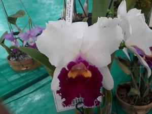 Rhyncholaeliocattleya Fabiana Lahr-Melody Fair