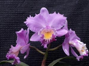 Cattleya Ampere