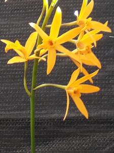 Cattlianthe Blazing Treat