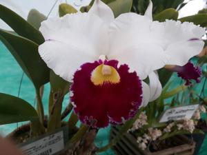 Cattleya Chyong Guu Swan