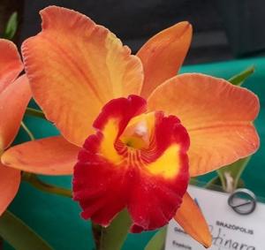 Rhyncholaeliocattleya Little Toshie