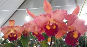 Rhyncholaeliocattleya Red Passion