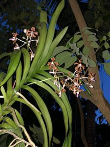 Vanda Small Boy Leong