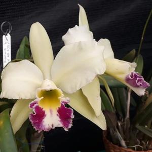 Rhyncholaeliocattleya Greenwich