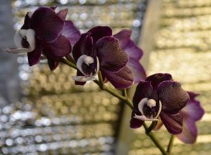 Phalaenopsis Kaoda Twinkle