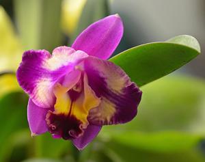Cattleya Hawaiian Splash