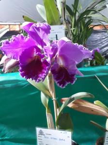 Rhyncholaeliocattleya Suzuki's Dark