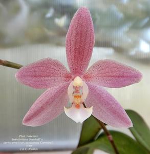 Phalaenopsis Lokelani