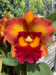 Rhyncholaeliocattleya Nakornchaisri Delight