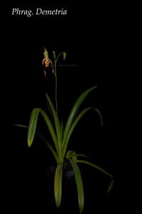 Phragmipedium Demetria