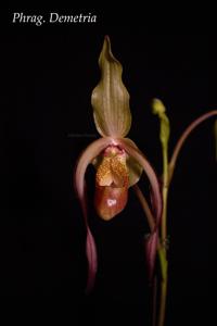 Phragmipedium Demetria