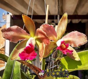 Rhyncholaeliocattleya Graf's Pop