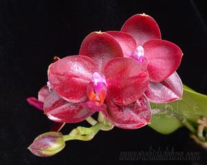 Phalaenopsis Mituo King