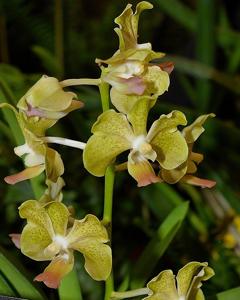Vandachostylis SunCoast Kisses